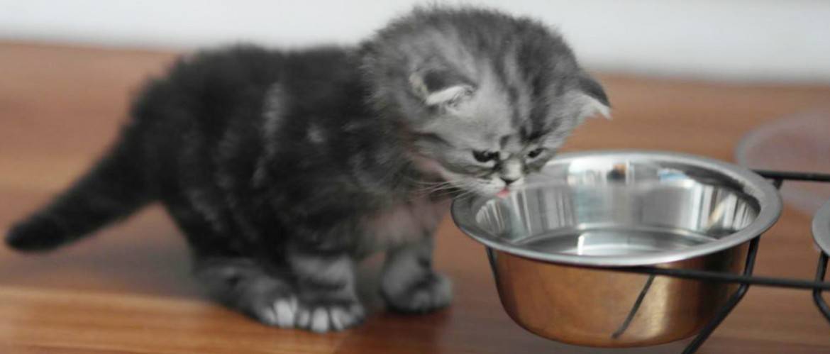 Кошка (кот) ничего не ест и не пьёт несколько дней: что делать, как помочь взрослому животному или котёнку