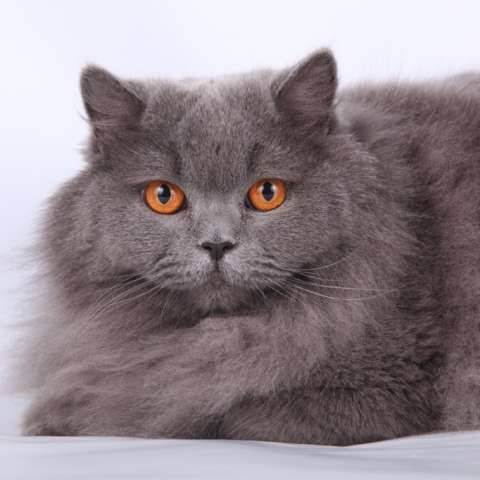Британская длинношёрстная кошка — википедия переиздание // wiki 2
