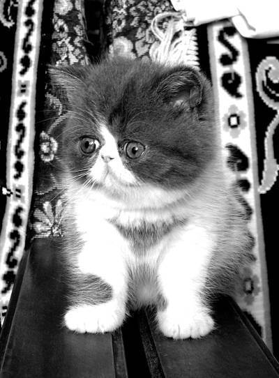 Олеся пуховабританские короткошерстные кошки