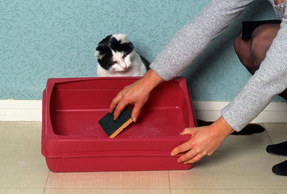 Берем в дом кошку: как приучить животное к лотку?