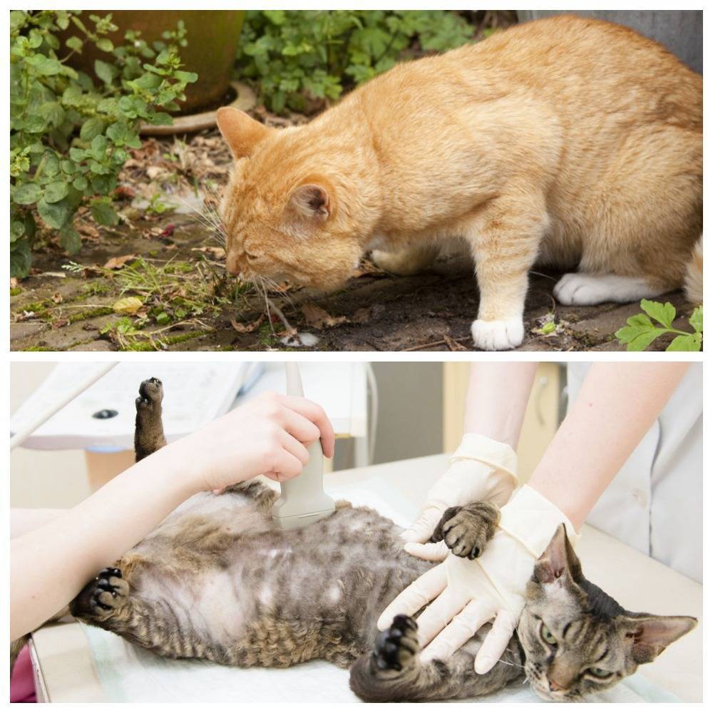 Кот блюет – причины тошноты и рвоты, типы выделений, диагностика и лечение дома и в клинике