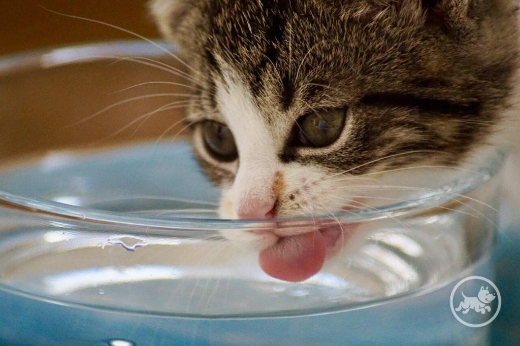 Что делать, если котенок не пьет воду?