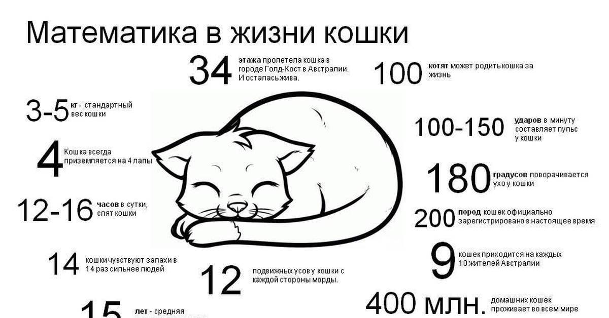 Сколько часов в сутки спят кошки?