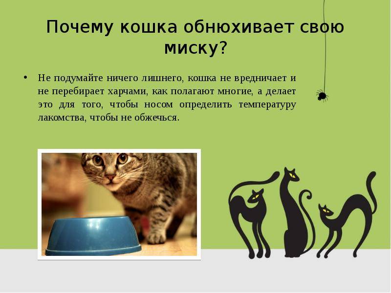 Народные приметы и суеверия о кошках. зачем кошки умываются? почему кошка умывается? уход собой, вылизывание кошек, гигиена, социальные инстинкты, стимулирование желез, почему кошка, поведение кошки,
