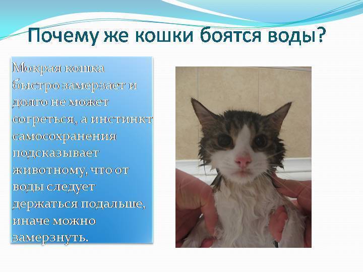 Почему кошки боятся пылесоса: как подружить их