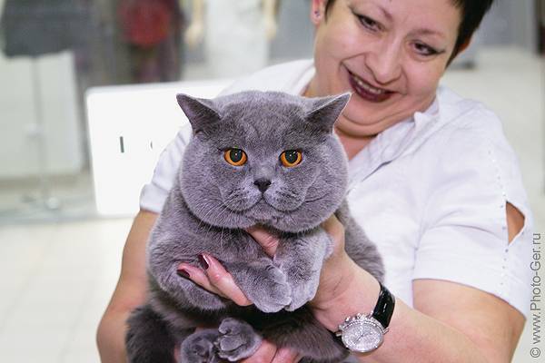 Сколько живут стерилизованные кошки британцы — о животных на чистоту