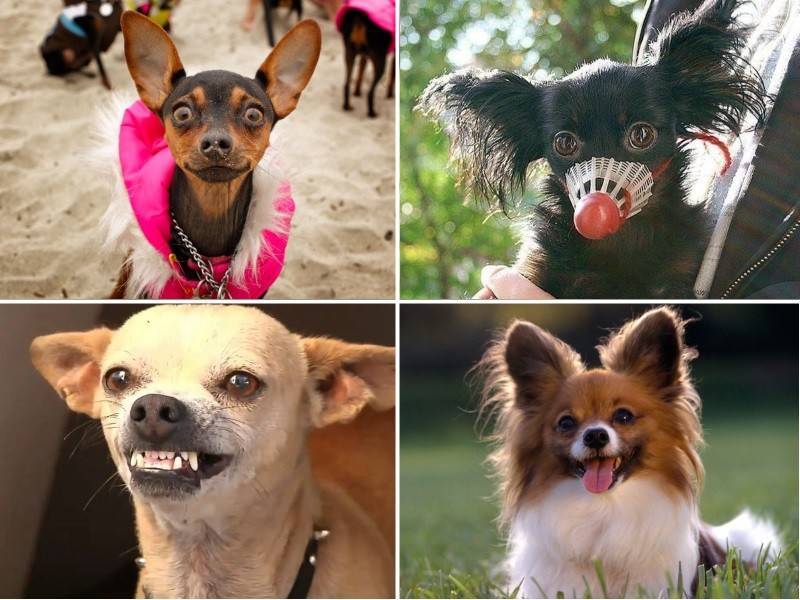 Опасные породы собак - топ 10 самых опасных пород в мире