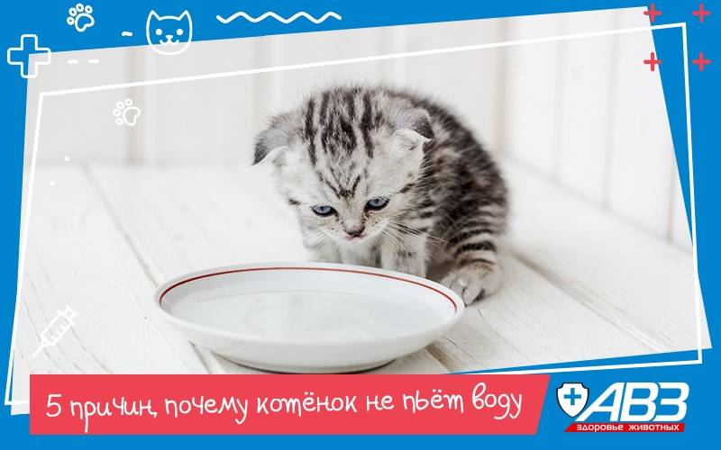 Почему котенок не пьет. Котенок который не тонет. Почему котёнок не пьёт воду. Почему кот не пьет воду совсем. Почему котенок 3 месяца не пьет воду.
