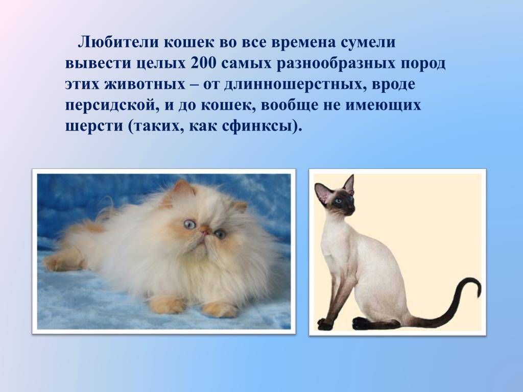 Длинношерстные кошки: описание пород животных с длинной шерстью с фотографиями и названиями