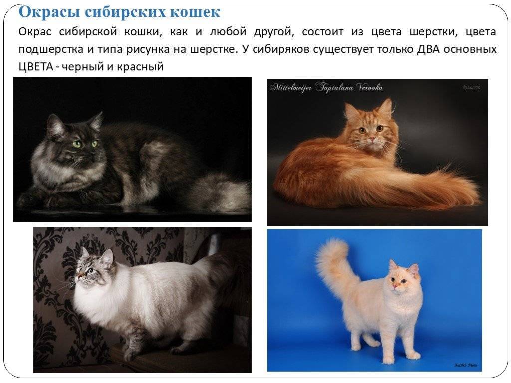 Русские породы кошек