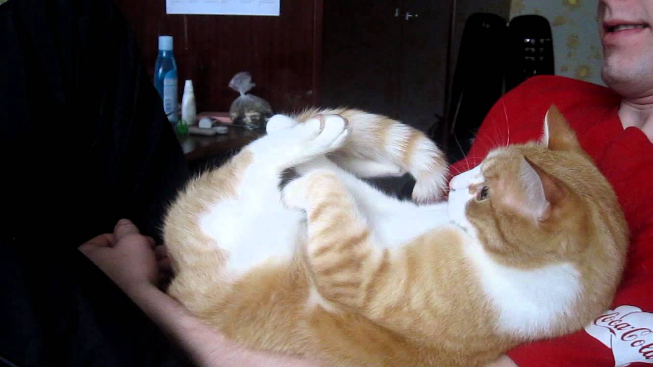 Tail biting. Кот кусает хвост. Кот грызёт свой хвост. Кот кусает свой хвост.