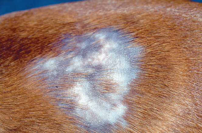 Профилактика дерматомикоза у собак