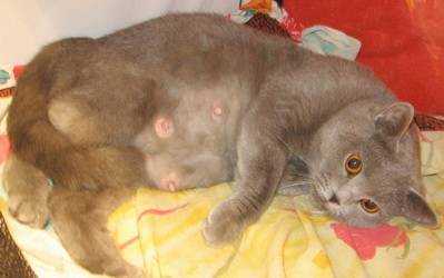 Размножение шотландских кошек: вязка, беременность и роды