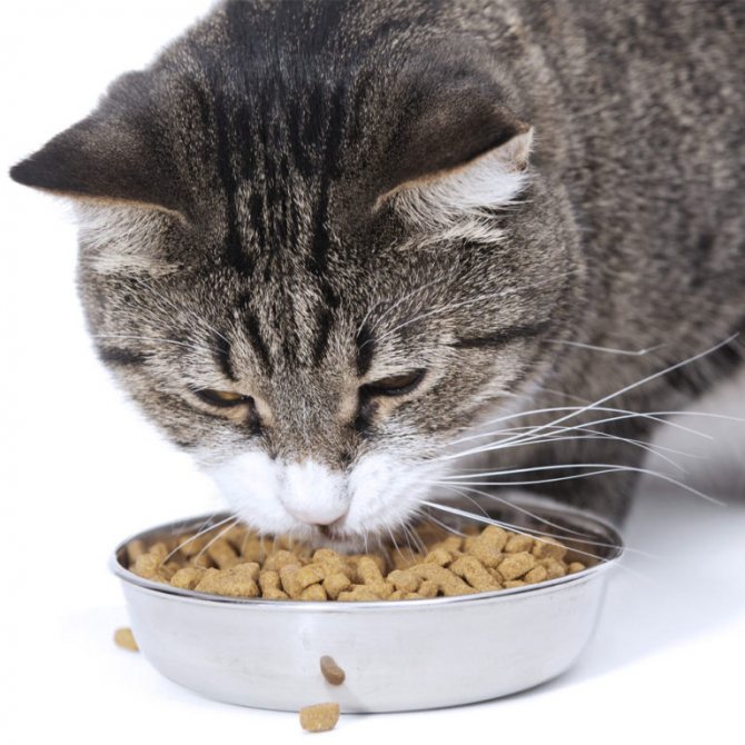 Кот ест семечки: это нормально?