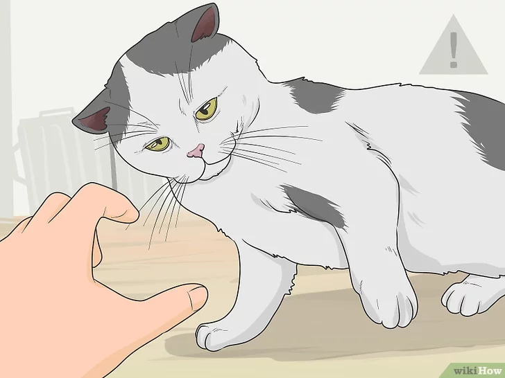 Как приучить котёнка к когтеточке