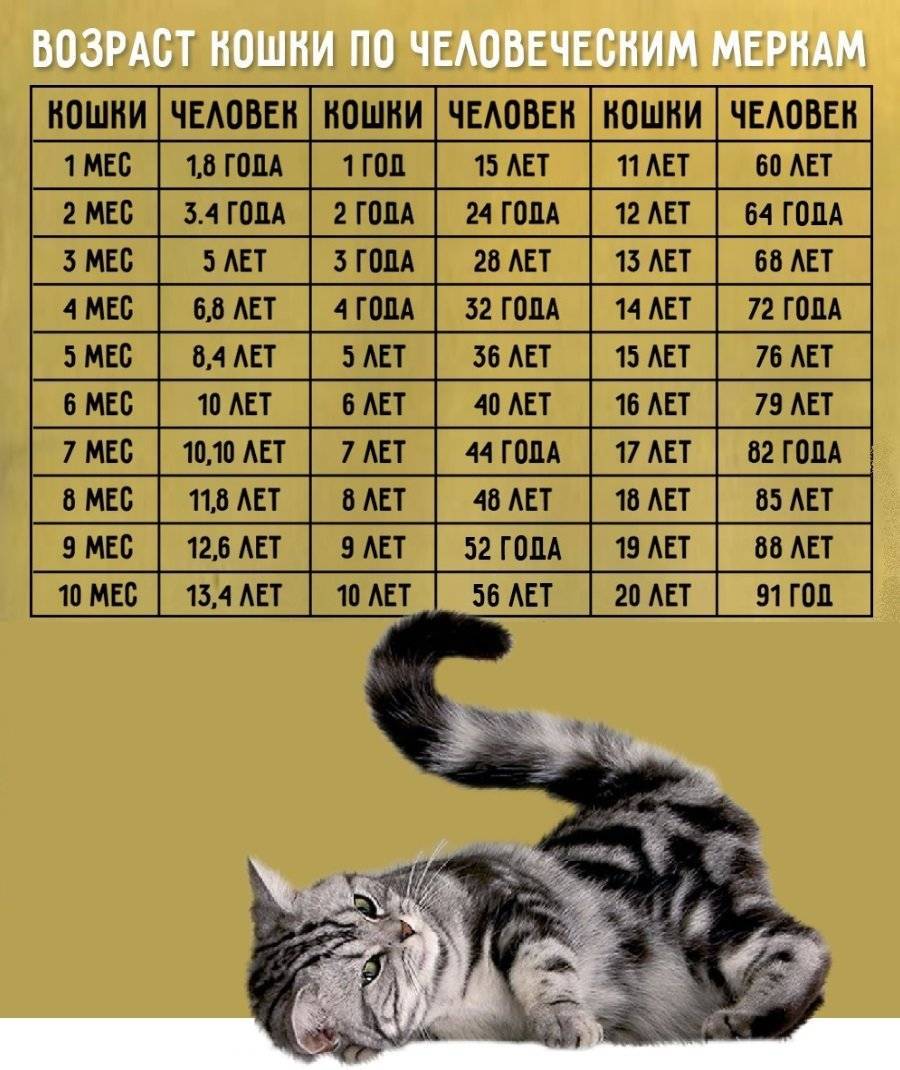 Продолжительность жизни кошек