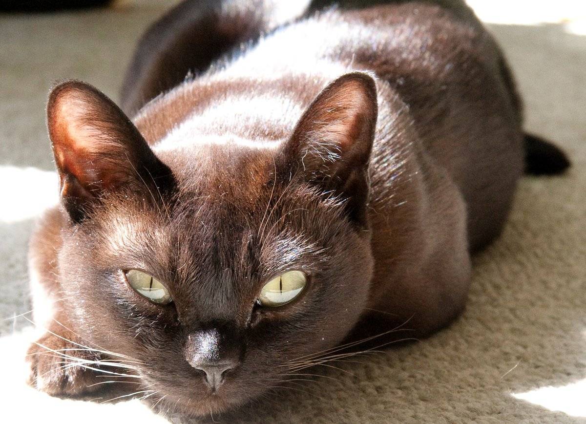 Описание и характер йоркской шоколадной кошки
