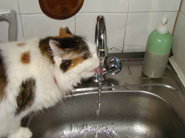 Кошкам очень важно пить достаточно воды