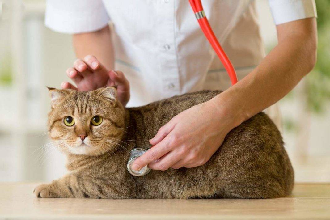 Как правильно кормить стерилизованную кошку?