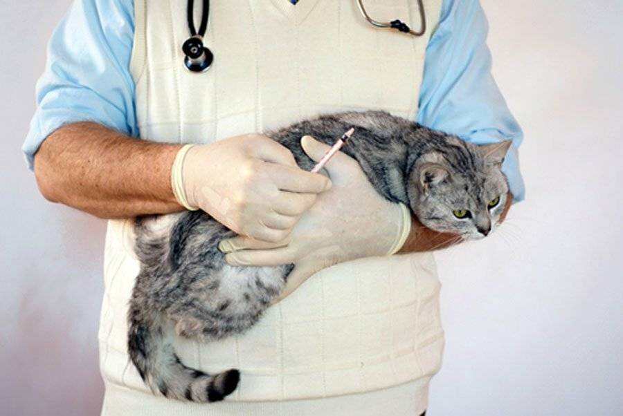 Симптомы и лечение мастопатии у кошек