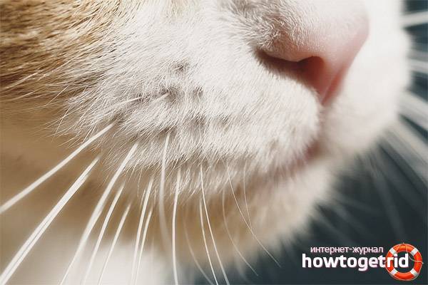 У кошки ломаются усы: выявляем главные причины