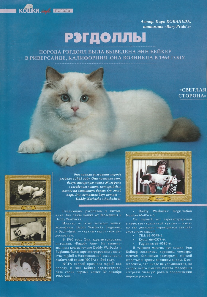 Рэгдолл кошка: фото, описание породы, отзывы владельцев