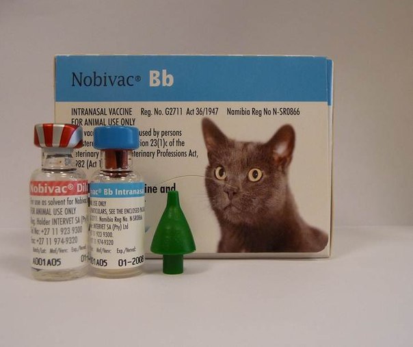 Вакцина от лишая для кошек, сколько стоит прививка коту от лишая, побочные эффекты, вакдерм