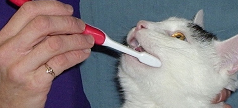 Почему у кошки идет пена изо рта?
