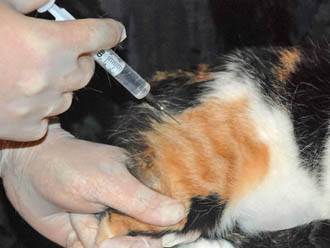 Шотландская кошка хромает: причины и лечение. кот хромает на переднюю лапу что делать