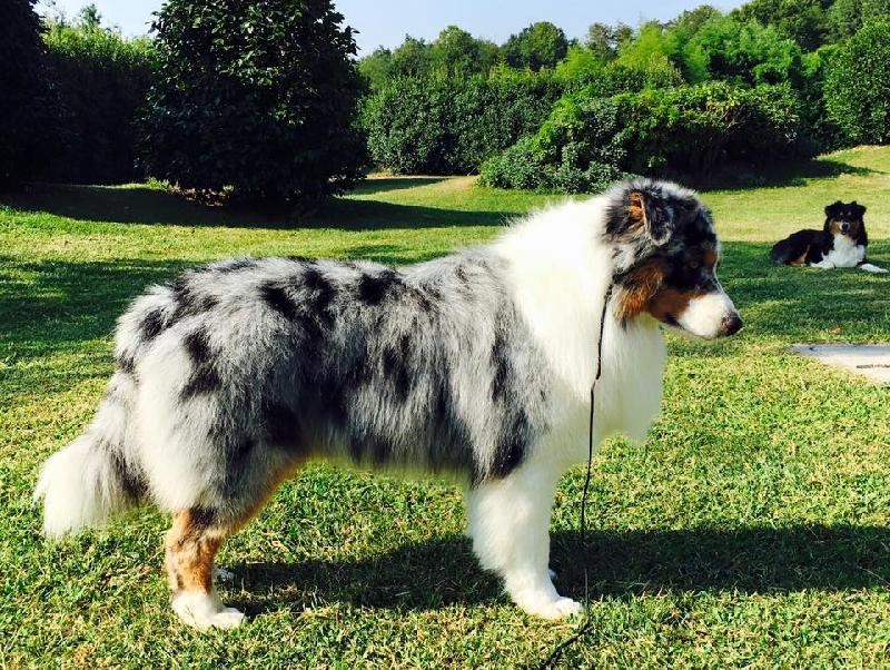 Собака австралийская овчарка аусси: описание породы, все о характере