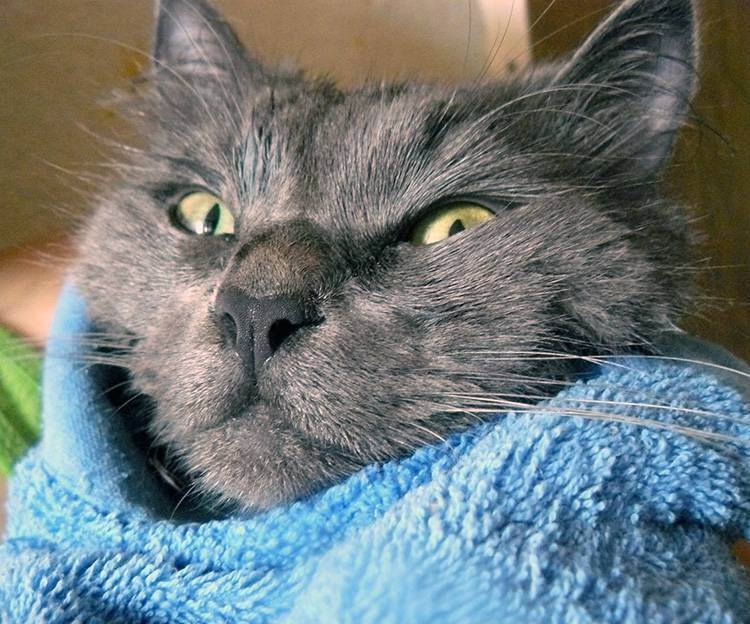 Можно ли сушить кошек феном и как это правильно делать?