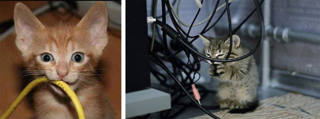 Как отучить кошку грызть провода - проверенные способы
