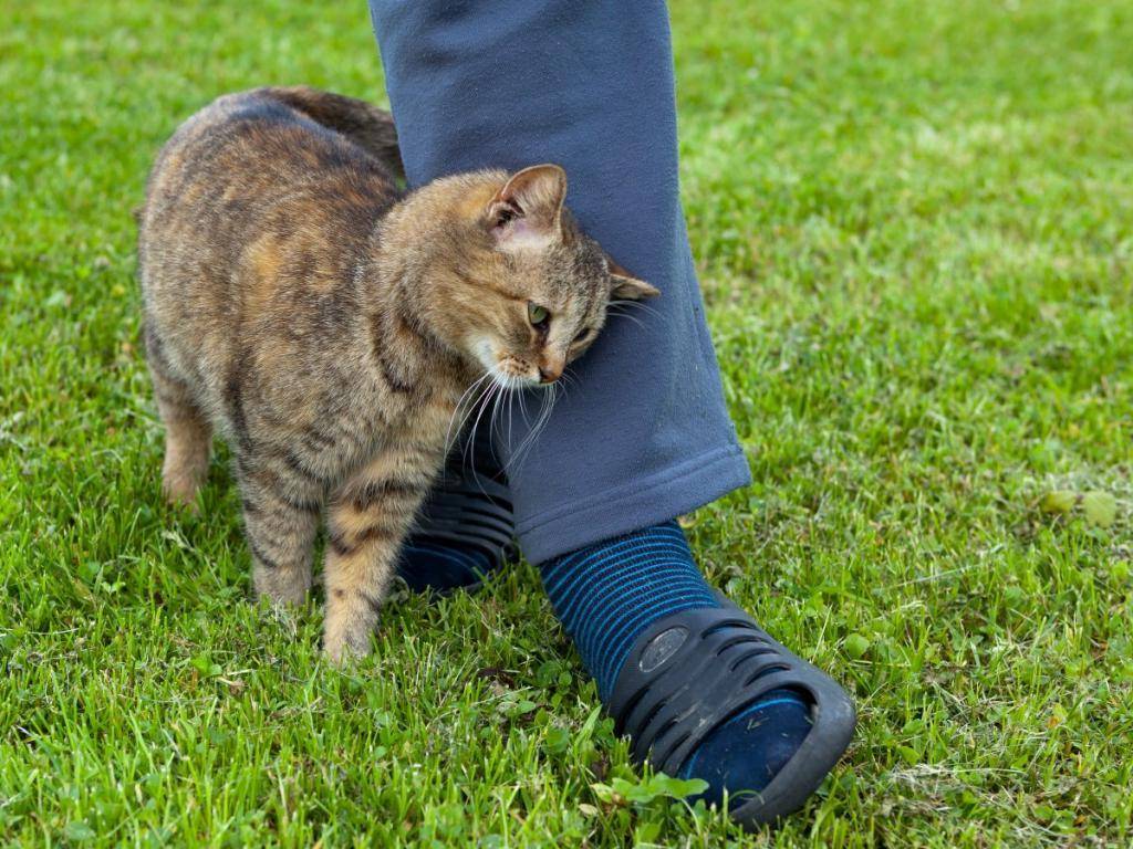 Почему кошки трутся о ноги хозяев? — обсуждение в группе "кошки" | птичка.ру