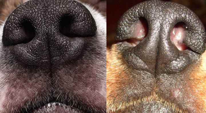 Какой нос должен быть у здоровой кошки (мокрый, холодный, теплый или сухой)
