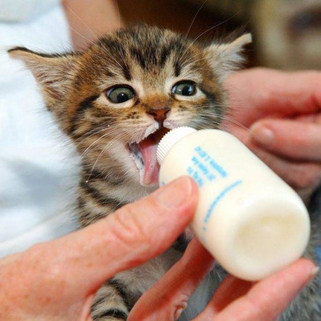 Можно ли вислоухим котятам давать молоко: польза и вред продукта в рационе животного