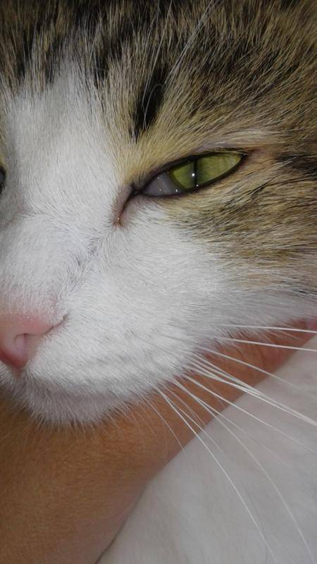Причины появления шишек на животе у кошки
