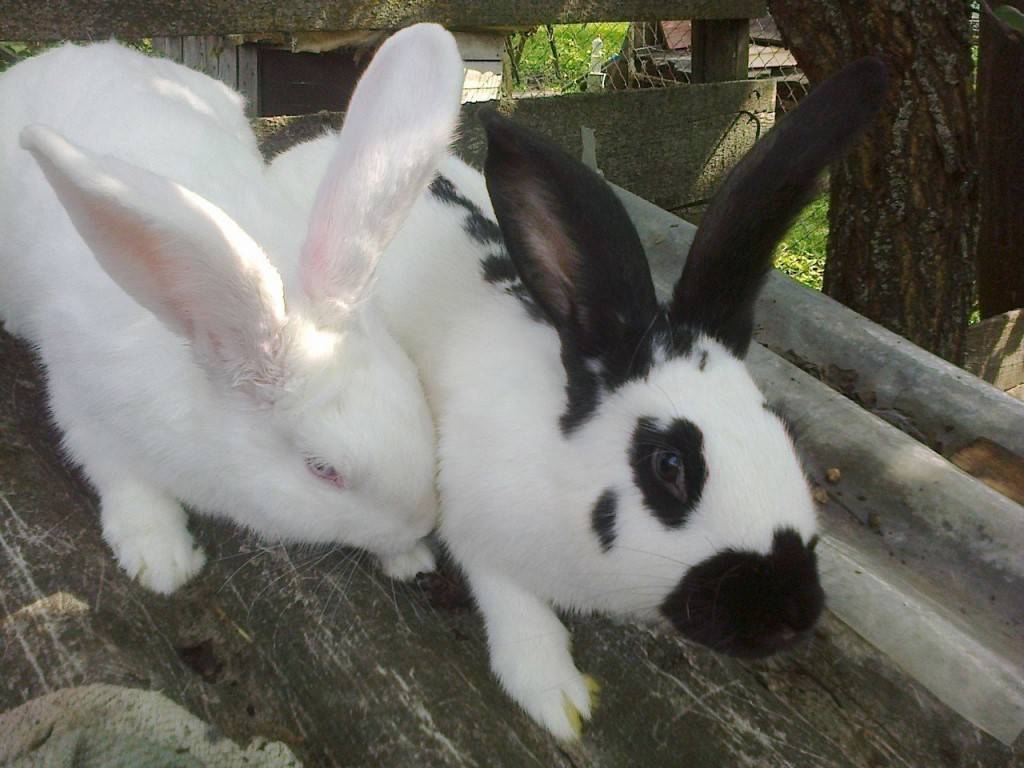 Подробные характеристики белых паннонов: особенности этой породы кроликов