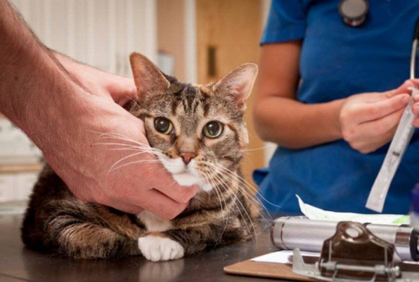 Анемия: лечение гемобартенелеза у кошек