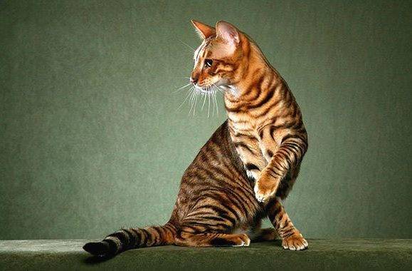 Тойгер: фото кошки, цена котенка, описание внешнего вида и характера