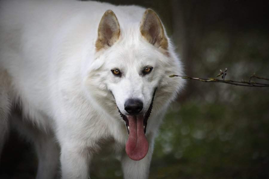 Северная инуитская собака — википедия. что такое северная инуитская собака
