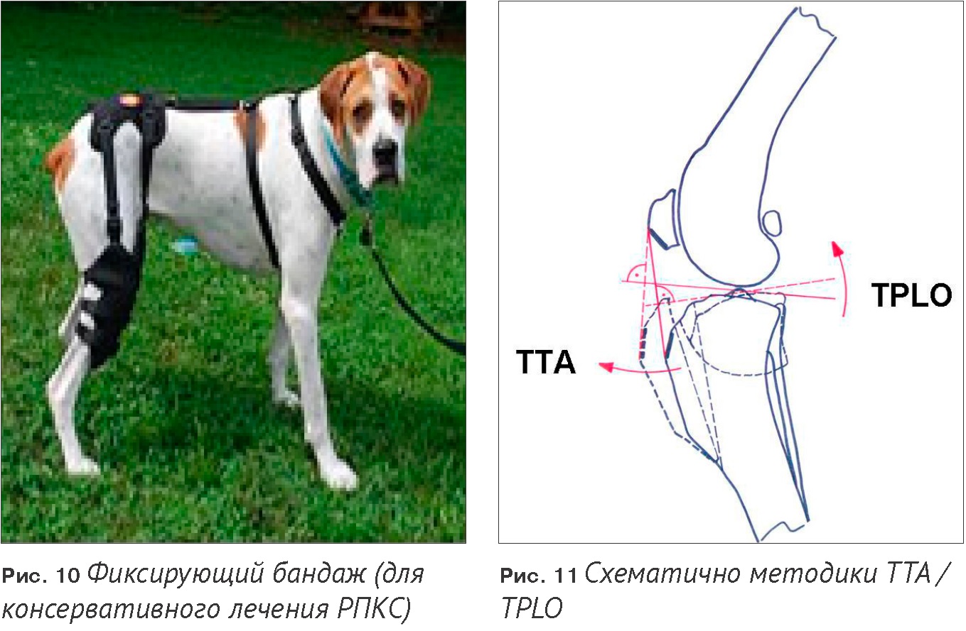 После операции на лапу собаку. Фиксация коленного сустава у собак. ПКС коленного сустава у собак. Фиксация сустава у собак. Ортез на коленный сустав собаке.