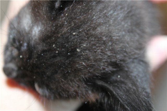Перхоть у кошки на спине около хвоста и в других местах, причины и лечение