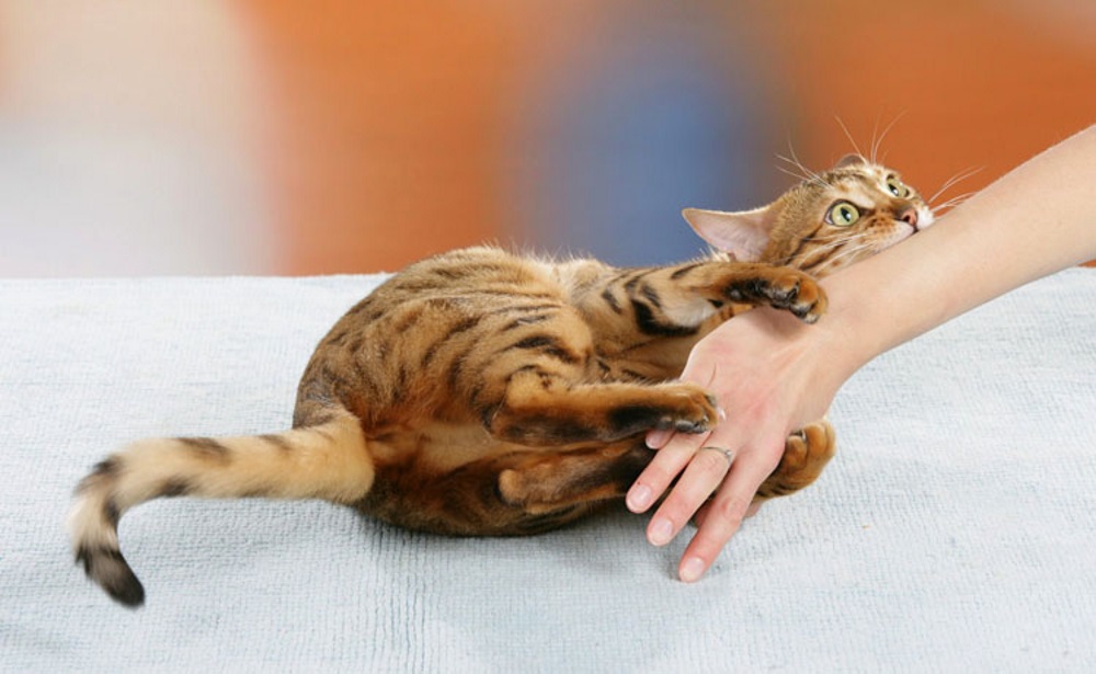 5 причин почему котенок кусает руки - как отучить