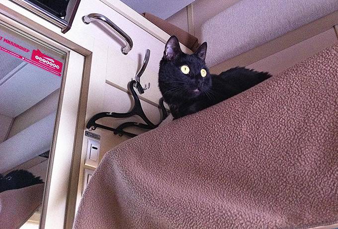Кошка в поезде – правила для хвостатого путешественника