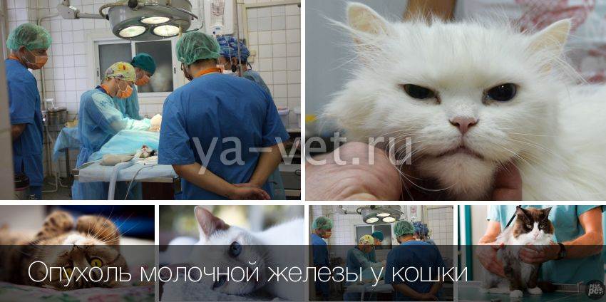 Диагностика и лечение рака молочной железы