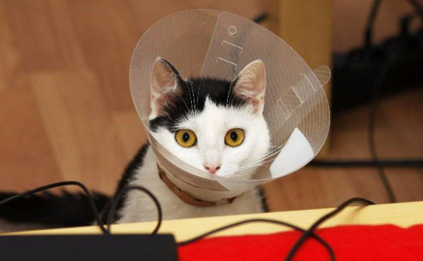 Воротник для кошки своими руками: как сделать и надеть, сколько носить после операции? - kotiko.ru