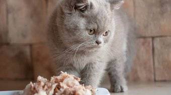 Правильное питание котов после кастрации. корм для кастрированных котов — британцев: правильное питание