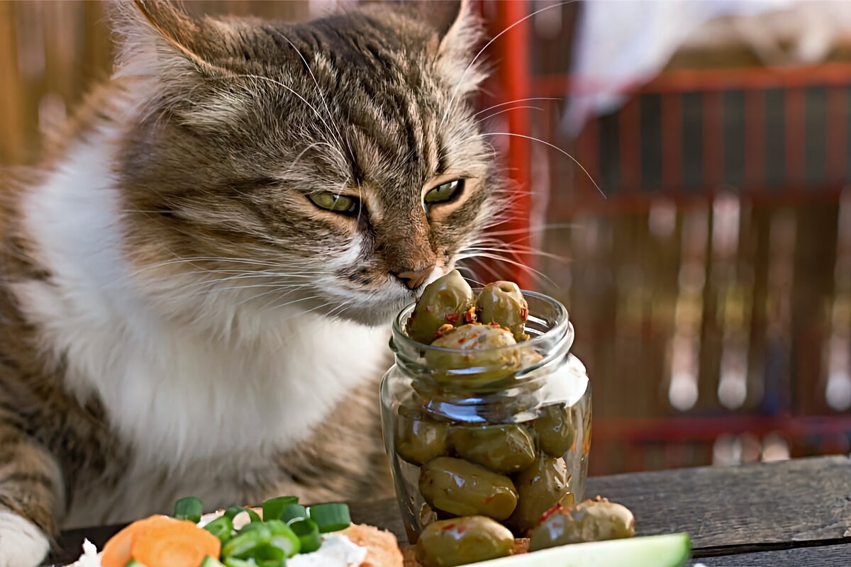 Почему кошки любят оливки и маслины. можно ли их давать питомцу - onwomen.ru