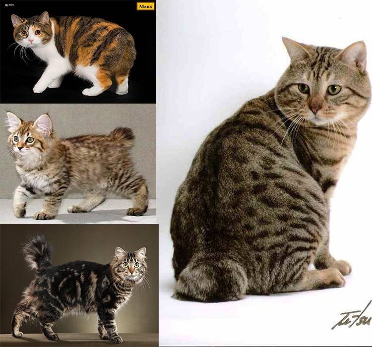 Самые опасные и агрессивные породы кошек в мире