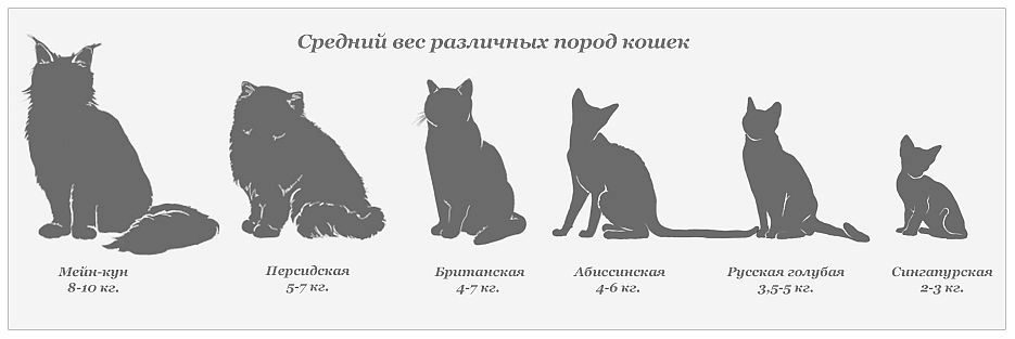 10 самых популярных пород кошек